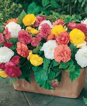 Belgian Giant Flowered Upright Begonias