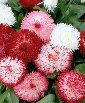 Bellis Habanera Mixed