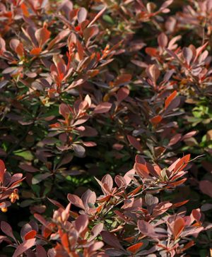 Berberis thunbergii atropurpurea