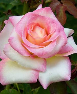 Bi-colour Rose La Minuette