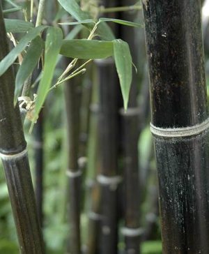 Black Bamboo Phyllostachys Nigra