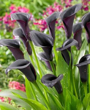 Black Calla Lily Zantedeschia Cantor