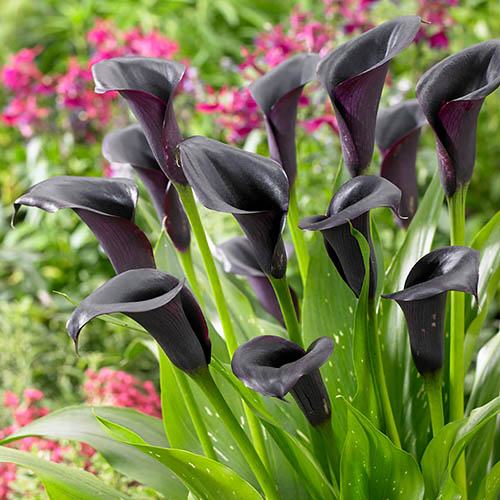 Black Calla Lily Zantedeschia Cantor