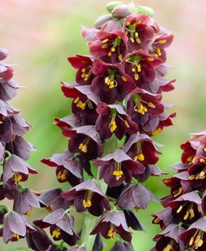 Black Persian Lily (Fritillaria persica)