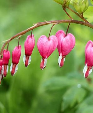 Bleeding Heart Lamprocapnos spectabilis syn. Dicentra