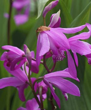 Bletilla striata Hardy Orchid