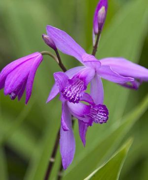 Bletilla striata Hyacinth Orchid