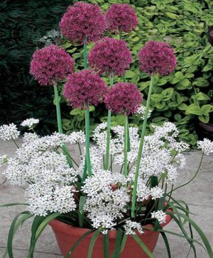 Blooming Fast Drop In Bulb Planter Allium Kit