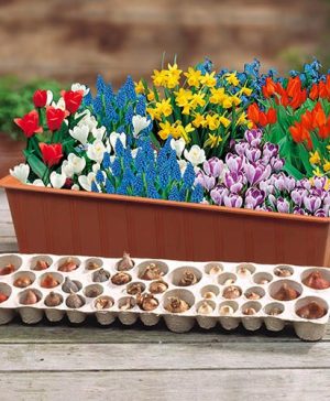 Blooming Fast Drop In Bulb Planter Balcony Beauty Pack