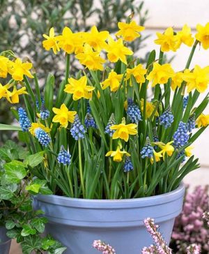 Blooming Fast Drop In Bulb Planter Narcissus and Muscari Kit