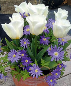 Blooming Fast Drop In Bulb Planter Tulip and Anemone Kit