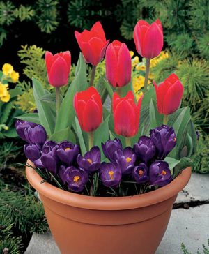Blooming Fast Drop In Bulb Planter Tulip and Crocus Kit