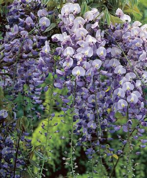Blue Grafted Wisteria