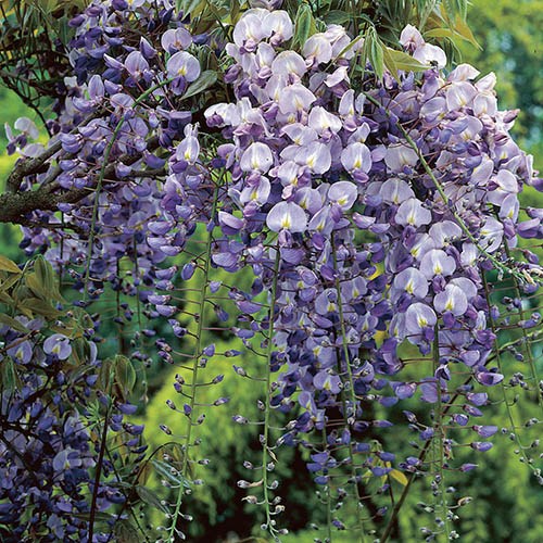Blue Grafted Wisteria