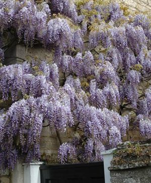 Blue Wisteria chinensis
