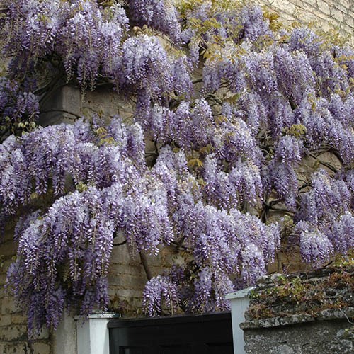 Blue Wisteria chinensis