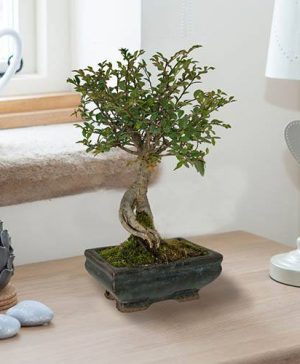 Bonsai Tree With 15cm Ceramic Dish