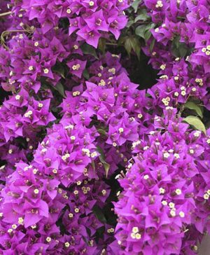 Bougainvillea Purple Pillar