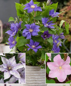 Boulevard Clematis Collection