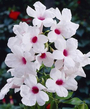 Bower Vine Pandorea jasminoides
