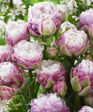Bridal Kisses Tulip Collection