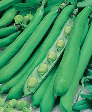 Broad Bean Vicia faba Masterpiece Green Longpod Seeds