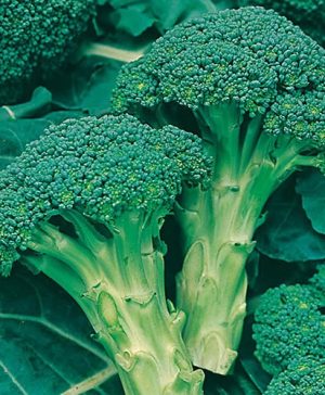 Broccoli (Autumn) Green Calabrese Seeds