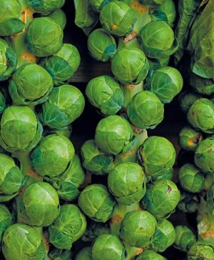 Brussels Sprout Brodie F1 Seeds