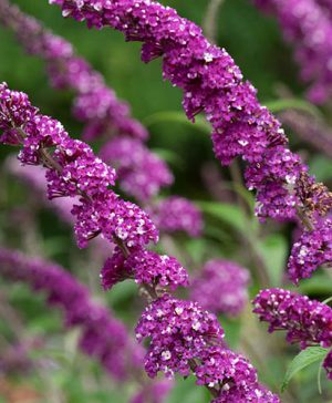 Buddleia Berries and Cream