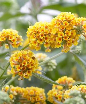 Buddleia Sungold