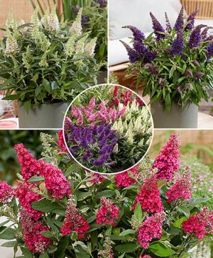 Buddleia davidii Butterfly Candy Collection
