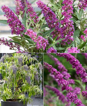 Buddleja Collection