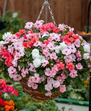 Busy Lizzie Sweetheart Mix