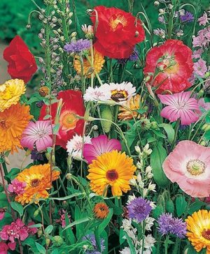 Butterfly Attracting Annuals Seed Mix