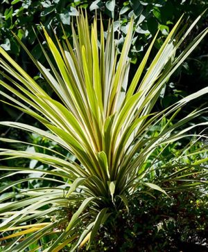 Cabbage Palm Cordyline australis Torbay Dazzler