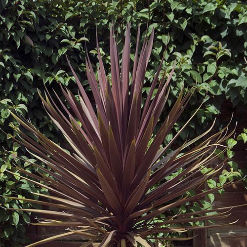 Cabbage Palm Cordyline australis Torbay Red