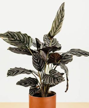 Calathea Marion