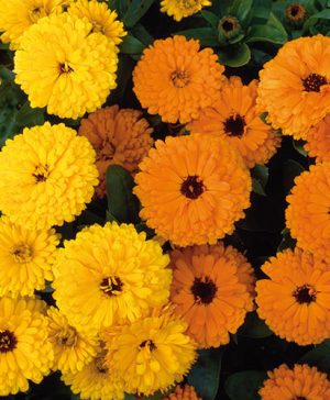 Calendula Fiesta Mixed