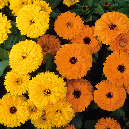 Calendula Fiesta Mixed