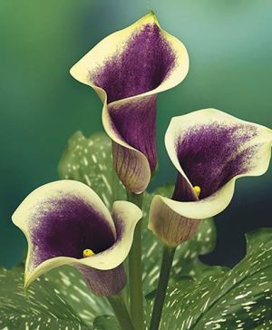 Calla Lily Zantedeschia Picasso