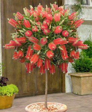 Callistemon Bottlebrush