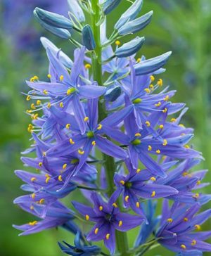 Camassia leichtlinii  Collection (Wild Hyacinth)