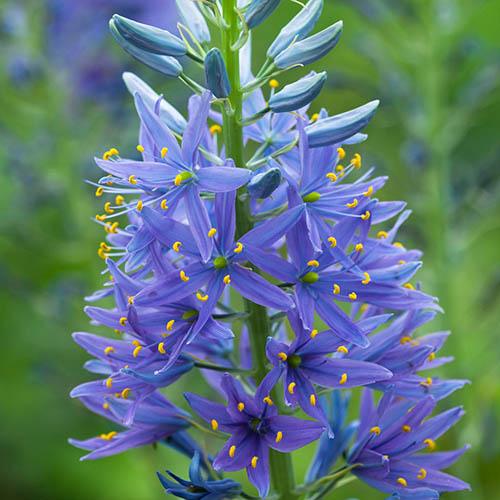 Camassia leichtlinii Collection (Wild Hyacinth)