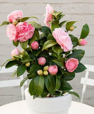 Camellia japonica Nuccio's Cameo