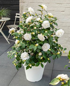 Camellia japonica Nuccio's Gem