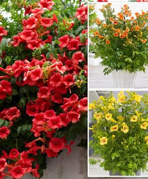 Campsis Trumpet Vine Collection
