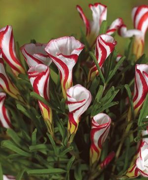 Candy Cane Sorrel (Oxalis versicolour)