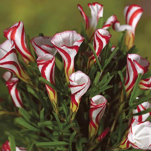 Candy Cane Sorrel (Oxalis versicolour)