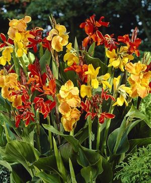 Canna Border Mix