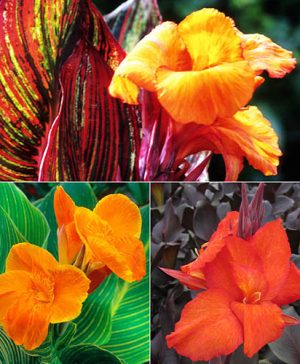 Canna Tropicana Collection